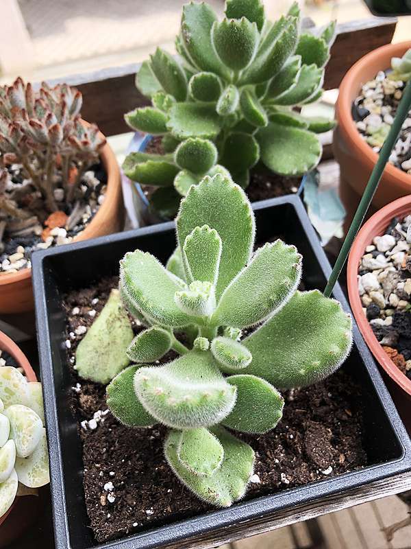 台中市 向上花市超好逛 多肉植物3盆100元 熊童子60元超低價 加菲的生活雜記 痞客邦