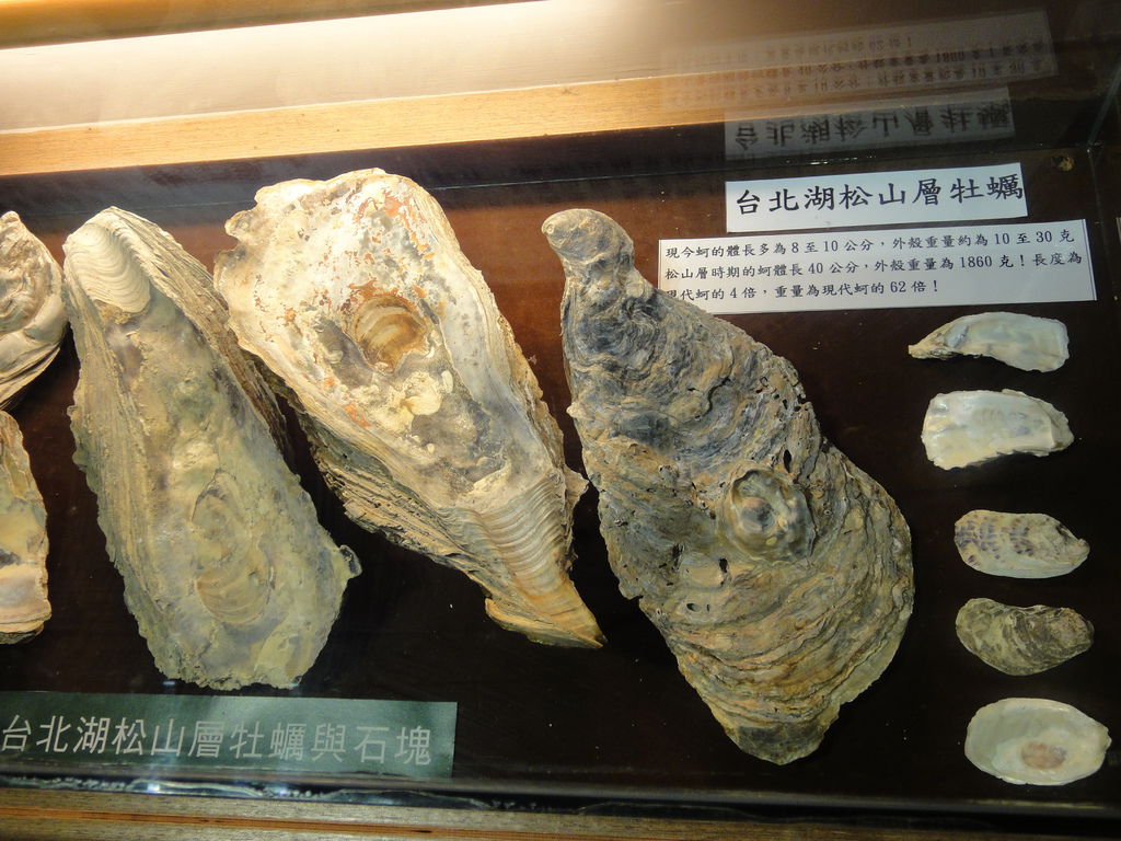 松山層時期的蚵 松山層時期的蚵