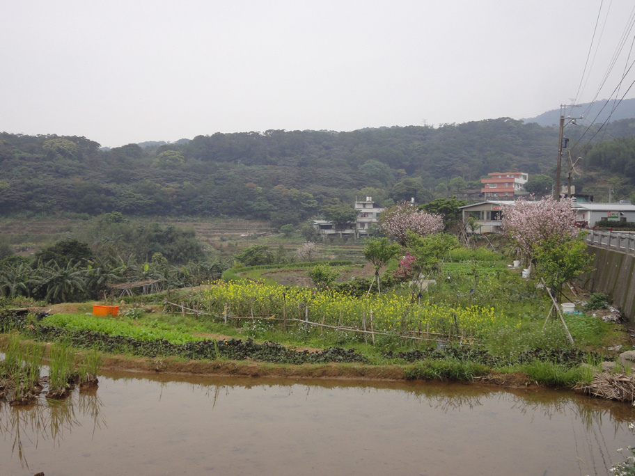 油菜花田&櫻花