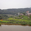 油菜花田&櫻花