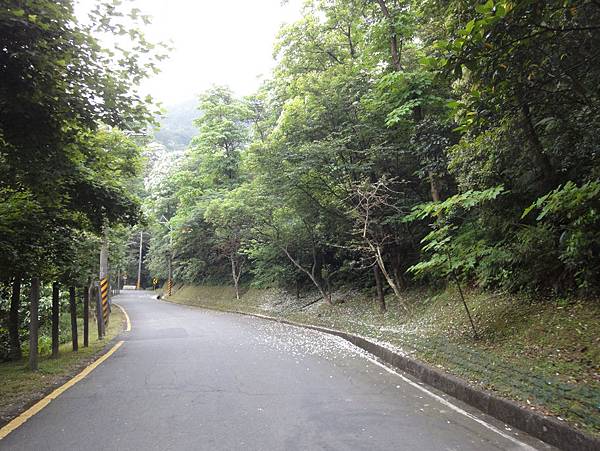 桐花公路