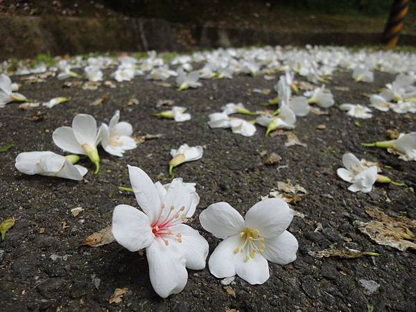 滿地落花