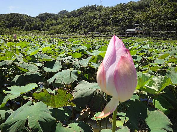 蓮花園