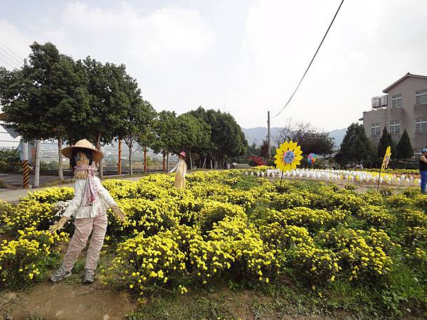 九湖農場杭菊景觀