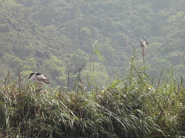 鳥類棲息保育區