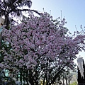 壽山路櫻花