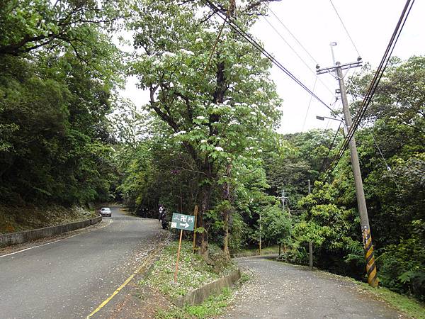 桐花最密集處