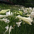鐵砲百合