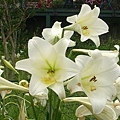 鐵砲百合