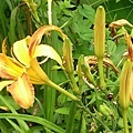 萱草(金針花)