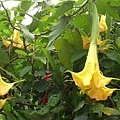 黃色曼陀羅
