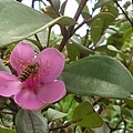 蜜蜂賞花