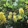 阿勃勒