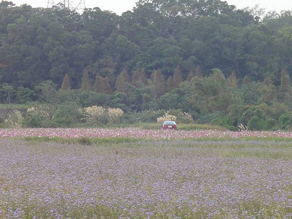 花田