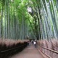 竹林の道