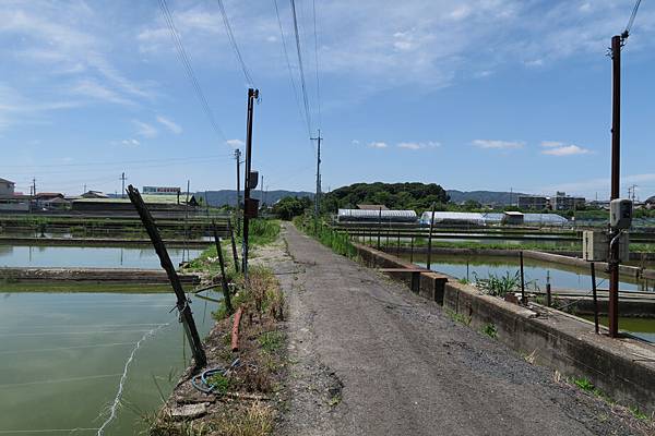 金魚養殖場