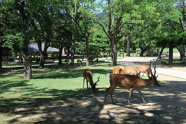 奈良公園