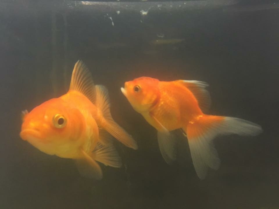 北京獅頭金魚 北京獅頭金魚