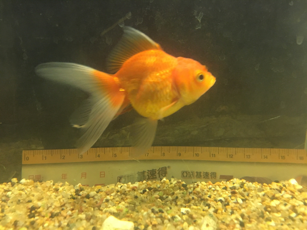 北京獅頭金魚