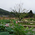 인흥마을仁興村