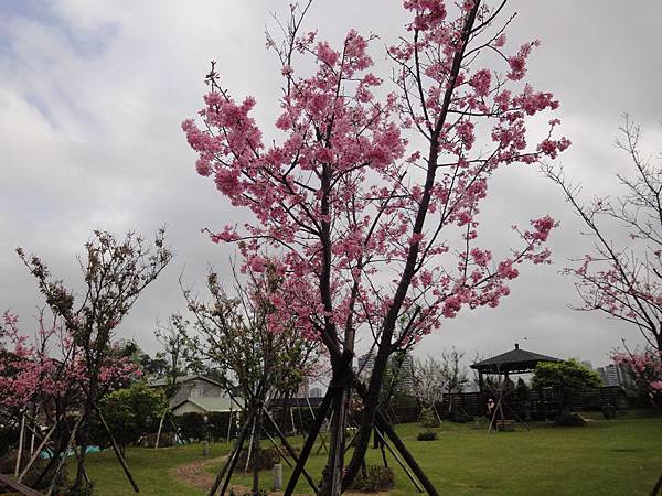 櫻花園