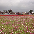 彩色海芋季