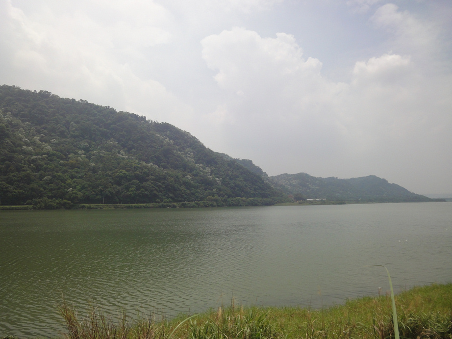 三峽五十分山桐花