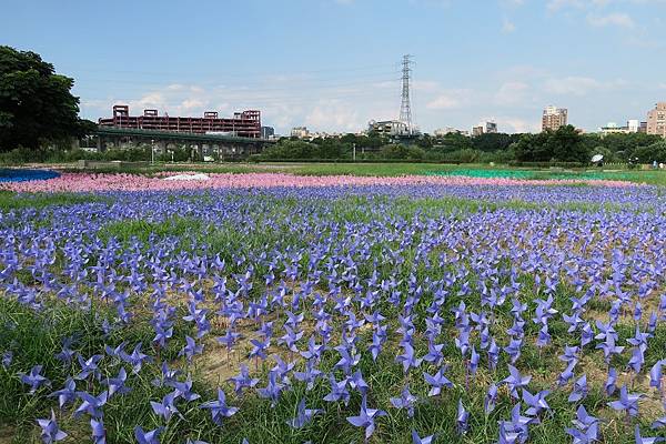 板橋風車花海