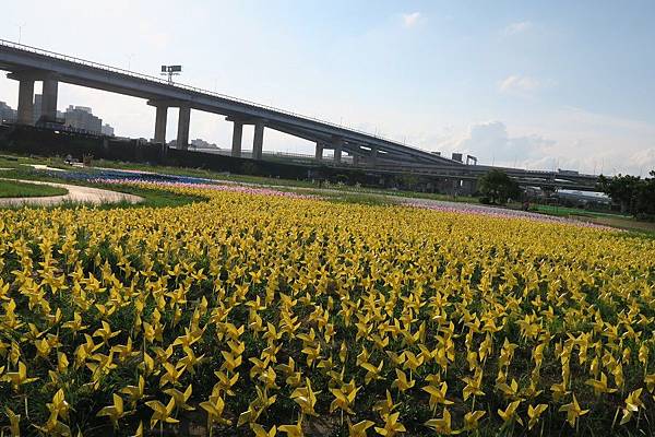 板橋蝴蝶公園風車花海