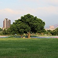 板橋蝴蝶公園風車花海