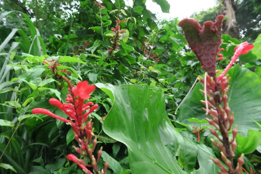 木柵公園