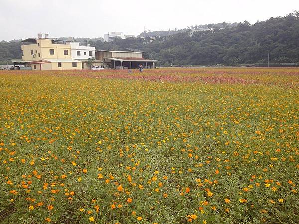 大溪花彩節