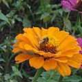 蜜蜂採花粉