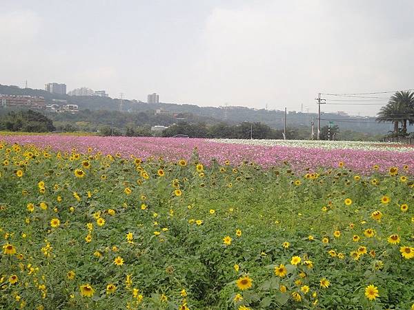 大溪花彩節