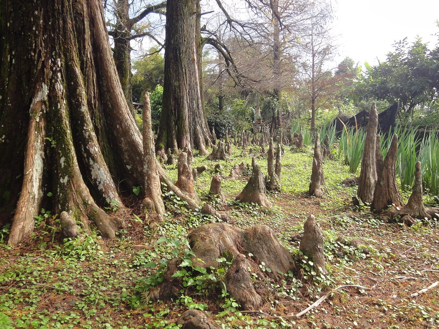 陳家松園