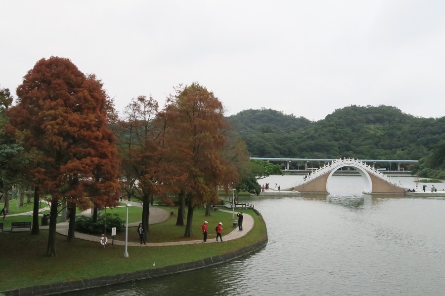 落雨松