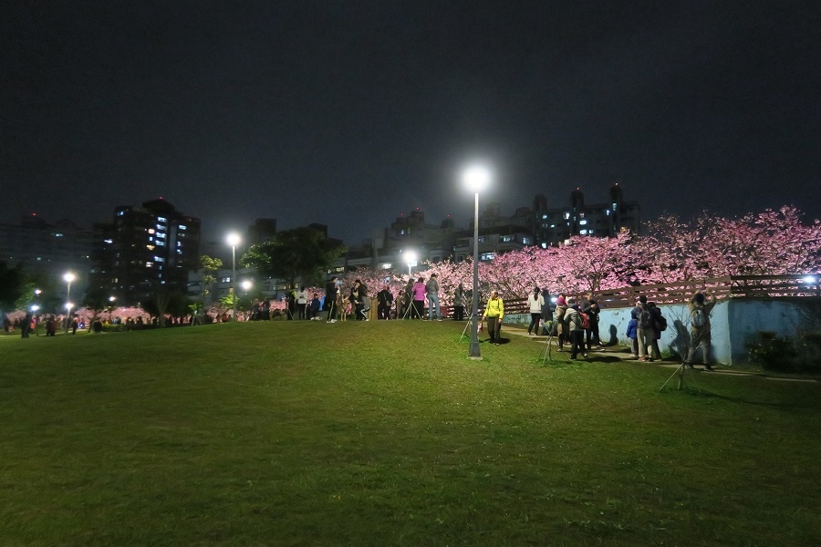 樂活夜櫻季