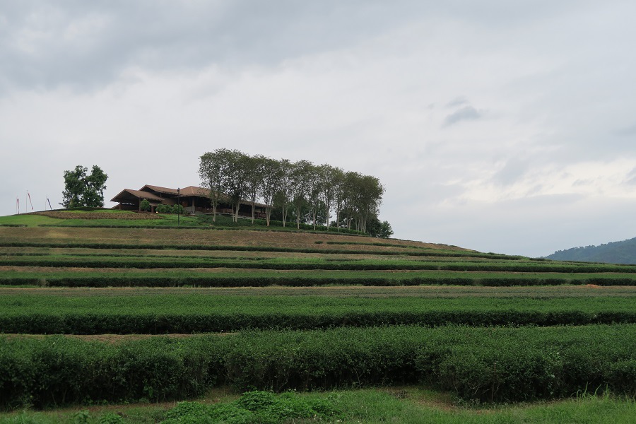 สิงห์ปาร์ค Singha Park辛哈公園