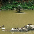 สวนรุกขชาติแม่ฟ้าหลวง Mae Fah Luang Garden皇太后花園