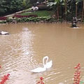 สวนรุกขชาติแม่ฟ้าหลวง Mae Fah Luang Garden皇太后花園