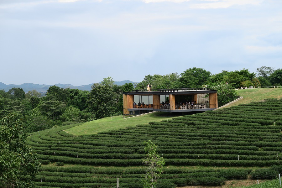 ไร่ฉุยฟง  Choui Fong Tea Farm翠峰茶園