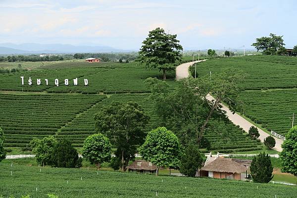 ไร่ฉุยฟง  Choui Fong Tea Farm翠峰茶園