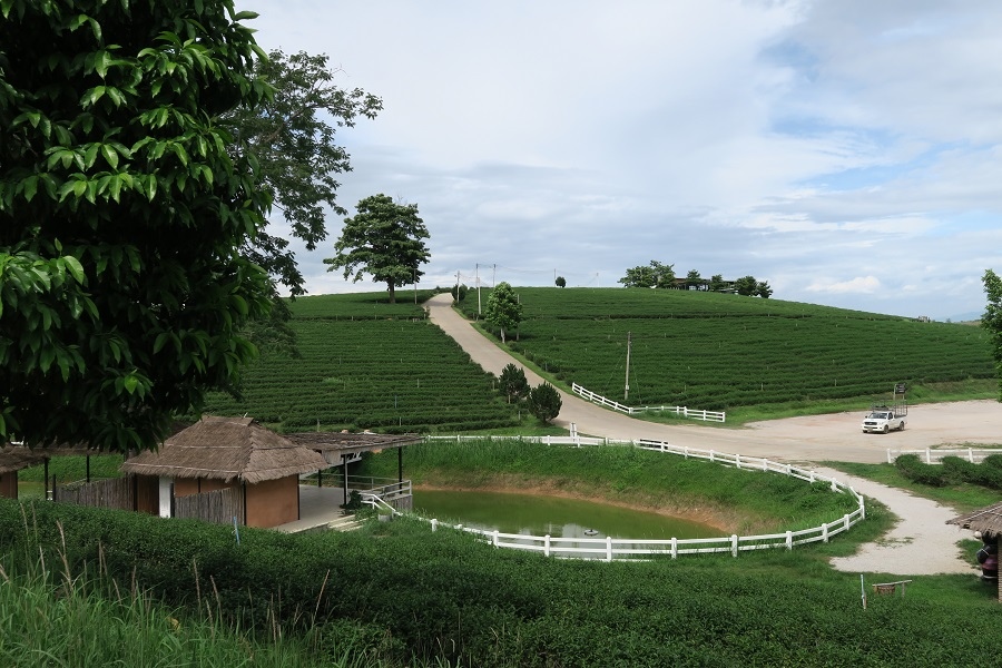 ไร่ฉุยฟง  Choui Fong Tea Farm翠峰茶園