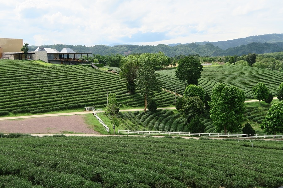 ไร่ฉุยฟง  Choui Fong Tea Farm翠峰茶園