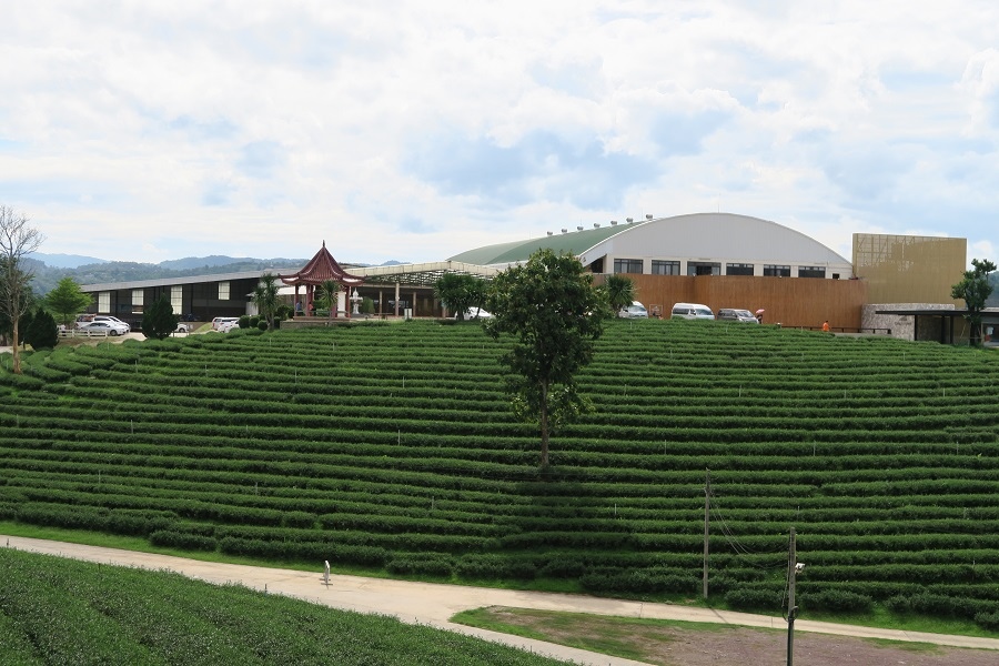 ไร่ฉุยฟง  Choui Fong Tea Farm翠峰茶園