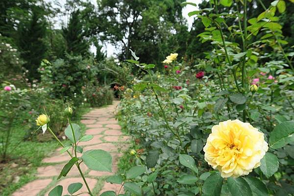 Plant Exhibition Greenhouse植物展示廳