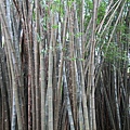 Big Burmese Bamboo大緬甸竹