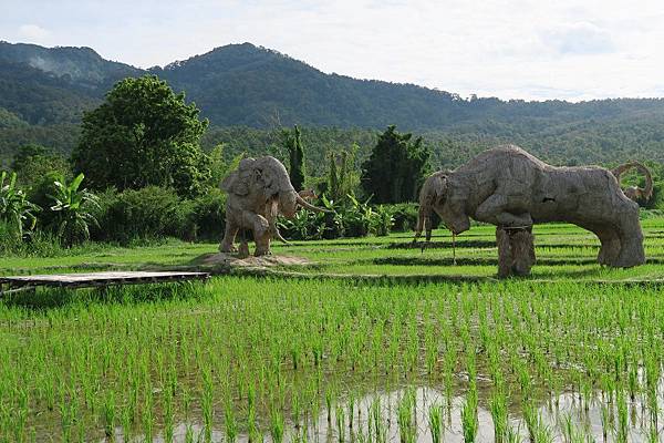 ค่ายพักแรมห้วยตึงเฒ่าHuai Tung Tao Campground 惠登套草垛地景