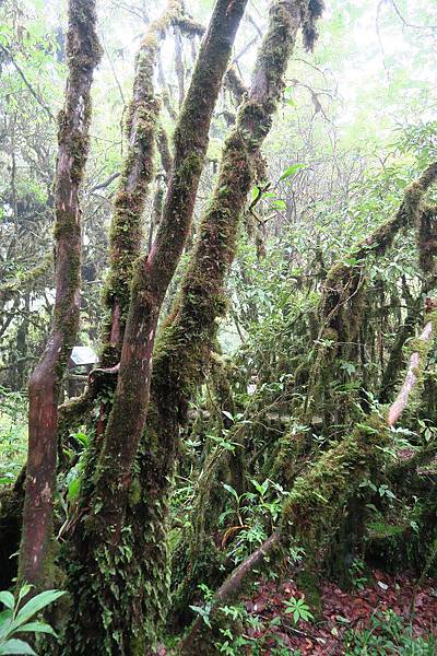 อุทยานแห่งชาติดอยอินทนนท์ Doi Inthanon National Park茵他儂國家公園