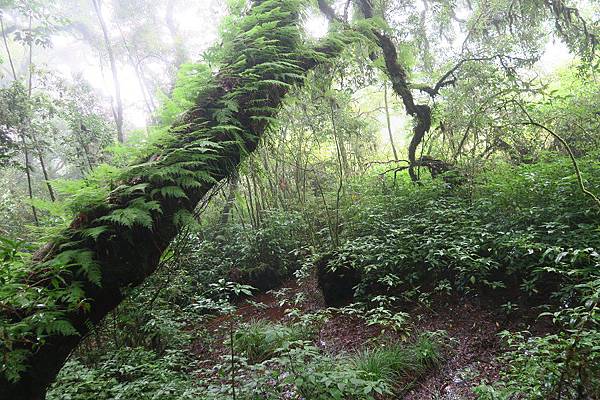 อุทยานแห่งชาติดอยอินทนนท์ Doi Inthanon National Park茵他儂國家公園